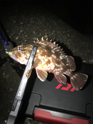 アジングのつもりが…