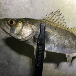 釣れないことを楽しむ。