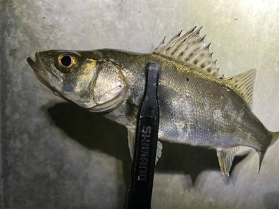 釣れないことを楽しむ。