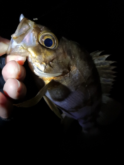 神戸西エリア良型赤メバル