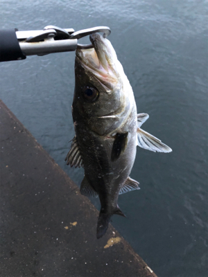 グッドサイズ シーバス!