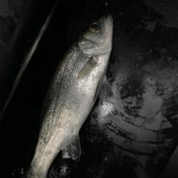 スピンテールジグで、ヒラセイゴゲット！！