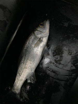 スピンテールジグで、ヒラセイゴゲット！！