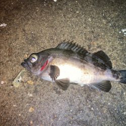 メバルプラッギング