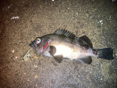 メバルプラッギング