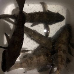 プラッキングメバル