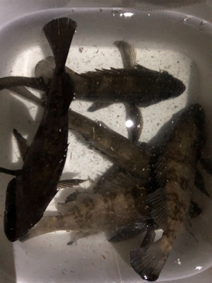 プラッキングメバル