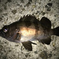 2021ライトゲーム第6戦