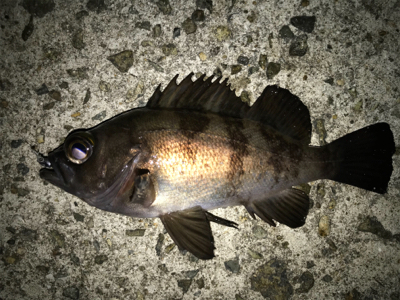 2021ライトゲーム第6戦