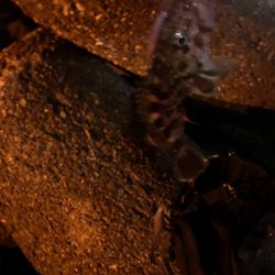 なかなか乗せられず…