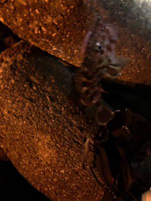 なかなか乗せられず…