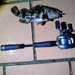 ベイトロックで良型タケノコメバル！