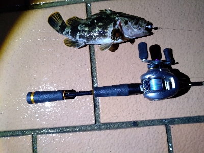 ベイトロックで良型タケノコメバル！