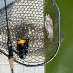 ガラガラの服部緑地でエリアトラウト