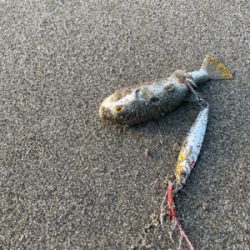 朝のライトショアジギング