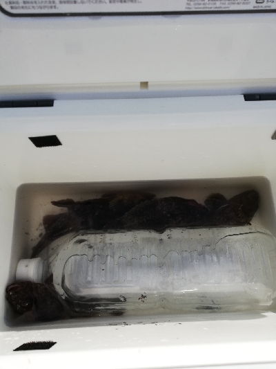 癒やしの穴釣り