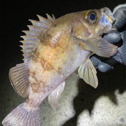 プラグで爆釣！