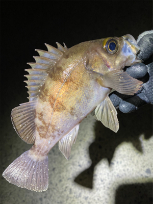 プラグで爆釣！