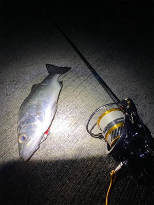 メバリングっ！！