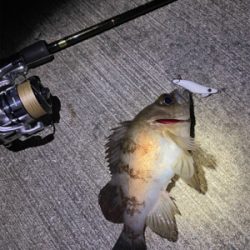 久しぶりのメバリング