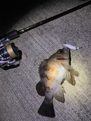 久しぶりのメバリング