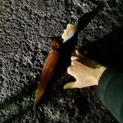 初ヤリイカのウキ釣り!