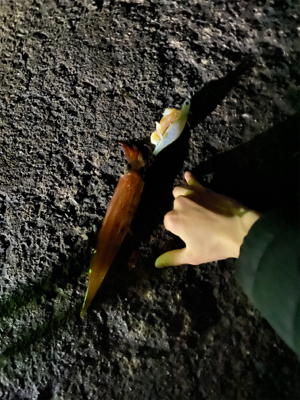 初ヤリイカのウキ釣り!