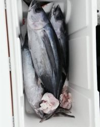 トンボジギング初挑戦