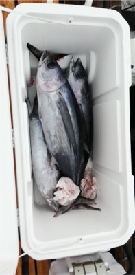 トンボジギング初挑戦