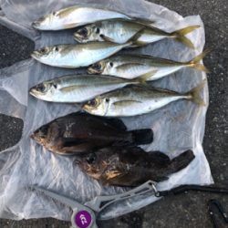 久しぶりの数釣り！