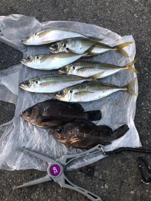 久しぶりの数釣り！