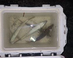 アジング練習 249