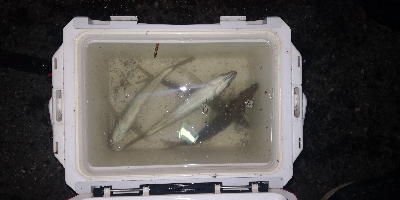 アジング練習 249