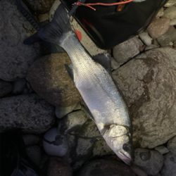 ヒラスズキ！！春の朝マズメ狙い