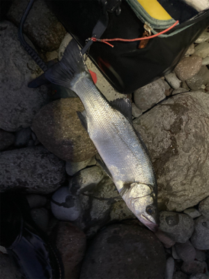 ヒラスズキ！！春の朝マズメ狙い