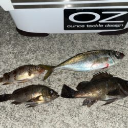 尺アジ釣れちゃった!!