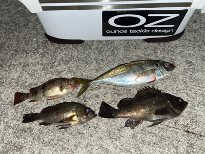 尺アジ釣れちゃった!!