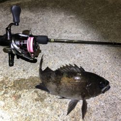 2021 佐渡ヶ島 メバリング