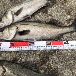 シーバス高活性!