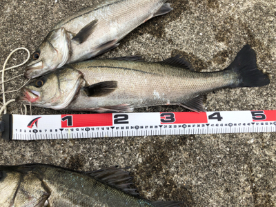 シーバス高活性!