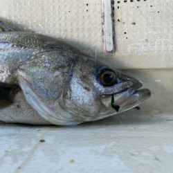 たかみ丸　鯛サビキ