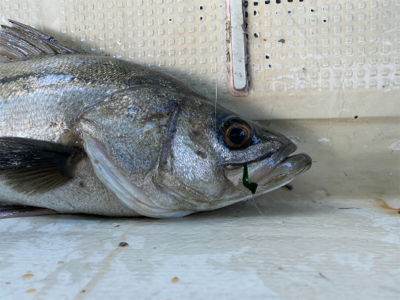 たかみ丸　鯛サビキ