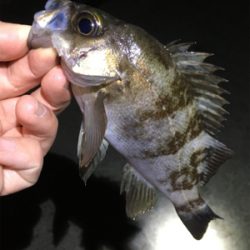 深夜のメバリング