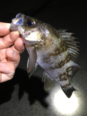 深夜のメバリング