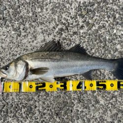 南港新波止のハネ スズキ好調！