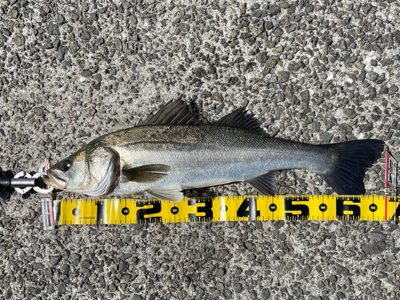 南港新波止のハネ スズキ好調！