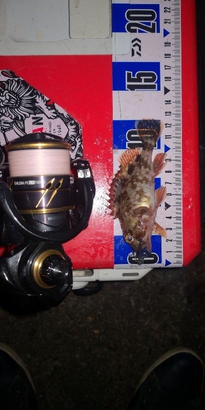 アジング練習 252 鱗付け 21カルディアFC LT1000S