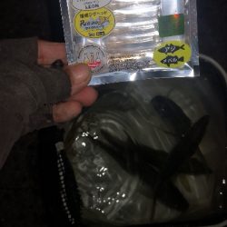 アジング練習 253