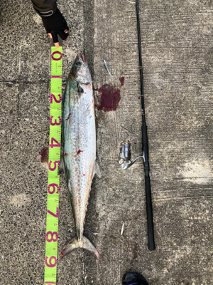 メバルプラッキングからの回遊魚狙い