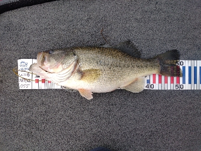 シャローパターン